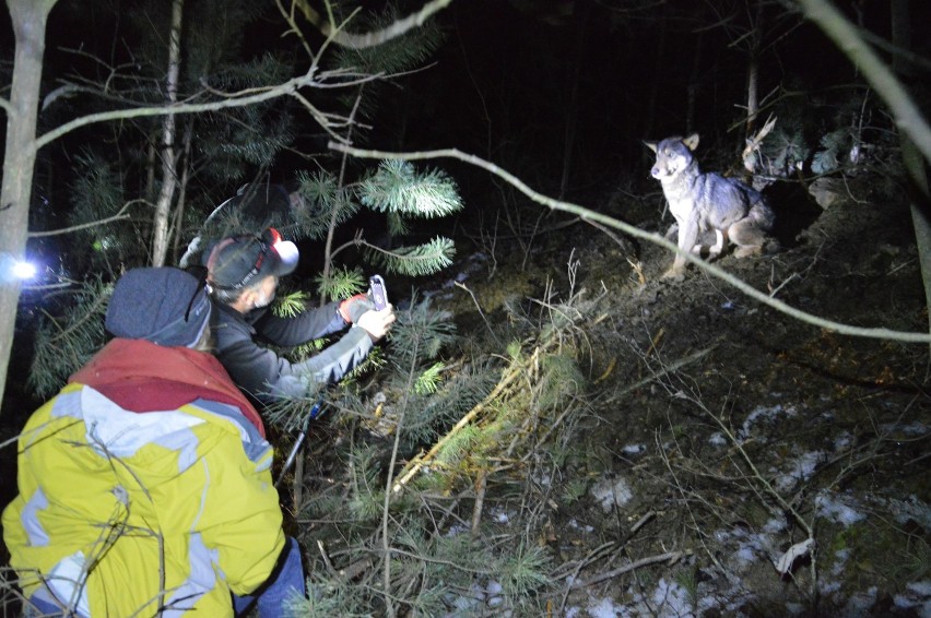 W lesie koło Sławna uratowano wilczycę, która wpadła we wnyki zastawione przez kłusowników [ZDJĘCIA]
