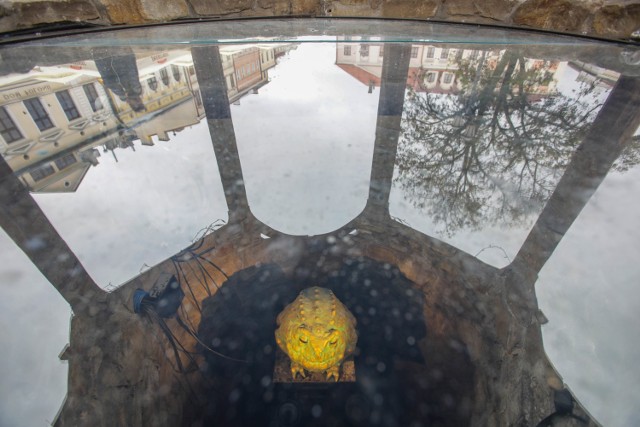 Tajemnicza żaba zamieszkała w studni na Rynku w Rzeszowie.