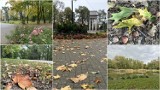 W Tarnowie zagościła polska złota jesień! Park Piaskówka i Park Strzelecki o tej porze roku zaczynają mienić się kolorami. Mamy zdjęcia!