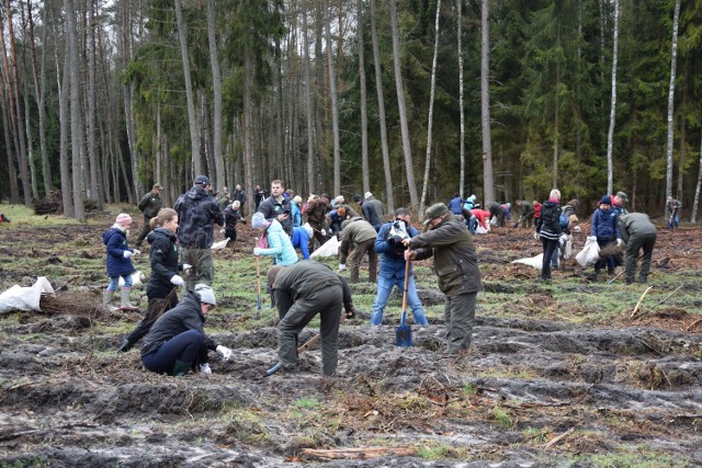 Zdjęcie poglądowe - sadzenie lasu w okolicach Szczecinka