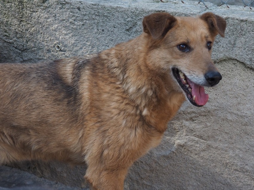 Dzisiaj Dzień Kundelka. Może adoptujesz psiaka ze Schroniska dla Bezdomnych Zwierząt w Radomsku? [ZDJĘCIA]