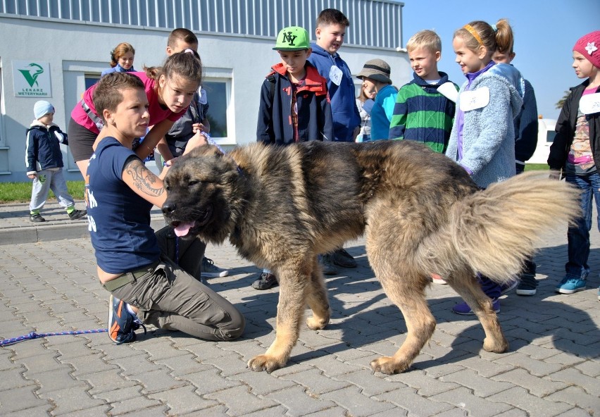 Światowy Dzień Zwierząt w lubelskim schronisku