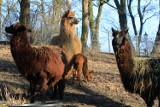 Mała alpaka w toruńskim zoo [ZDJĘCIA]