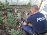 Policja w Kaliszu: Na terenie gminy Godziesze Wielkie zlikwidowano plantację marihuany. ZDJĘCIA