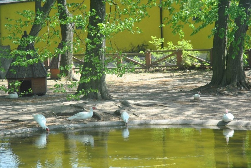 W Mini Zoo w Lesznie zdechły trzy zwierzęta. Powodem było dokarmianie przez ludzi [FOTO]