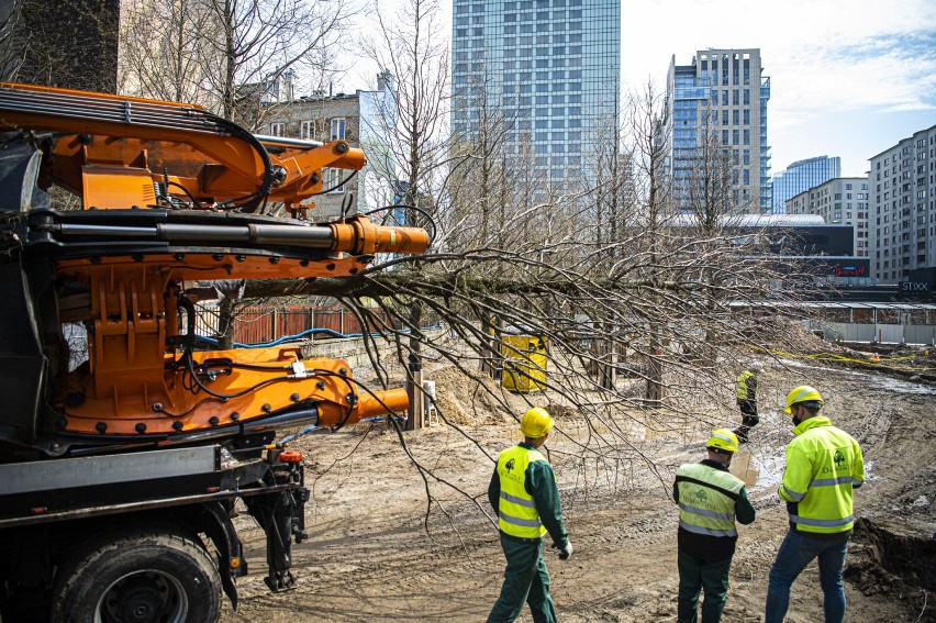 Spektakularna operacja przesadzania drzew i krzewów w Warszawie. Zieleń trafi z placu Europejskiego do dwóch wolskich parków