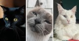 Przepiękne kotki z Zagłębia. Zobaczcie zdjęcia pupilów naszych czytelników