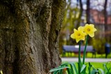 Nowy Sącz. Wiosna nie zapomniała o naszym mieście. Eksplozja kwiatów w sądeckich parkach [ZDJĘCIA]