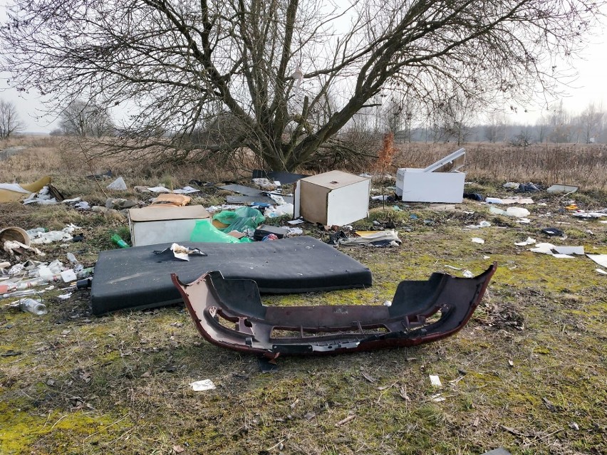 Lasy w okolicach Żagania, a także Zielonej Góry kryją wiele...