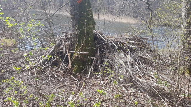 Żeremie na Mysiej Wyspie w Szczecinku