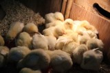 Kilkadziesiąt żywych kurczaków w kontenerze w Kiełpinie - policja sprawdza, dlaczego tam trafiły