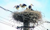 Zaplątany w druty wisiał pod gniazdem! Trzeba pilnować bocianów