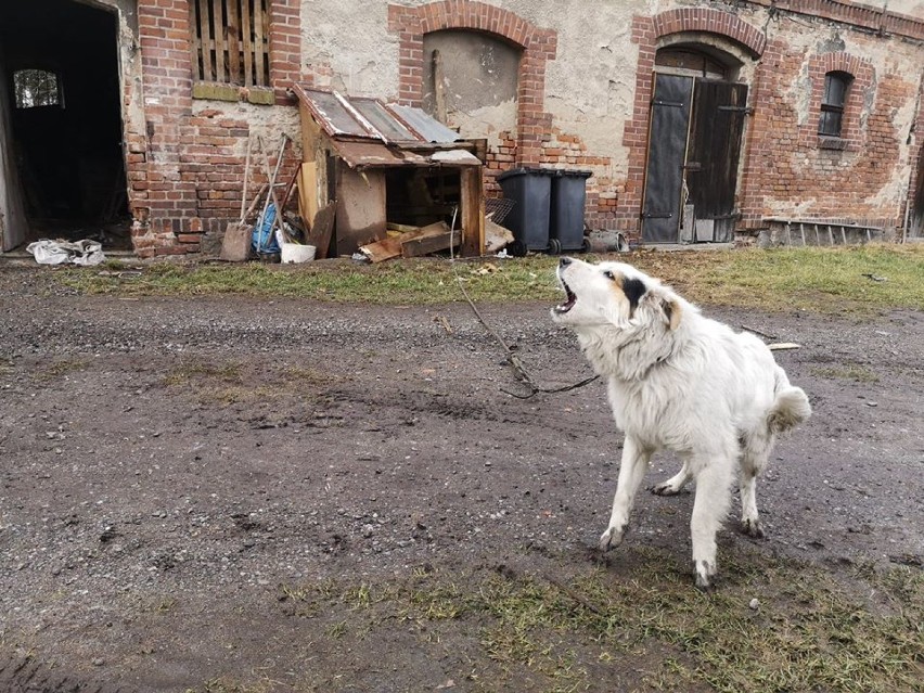 3 psy żyły bez wody i jedzenia, w stodole i prowizorycznej budzie... Zostały uratowane 