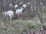 Gmina Kołczygłowy. Wataha wilków zaatakowała stado owiec. Pięć nie przeżyło [UWAGA, DRASTYCZNE ZDJĘCIA]