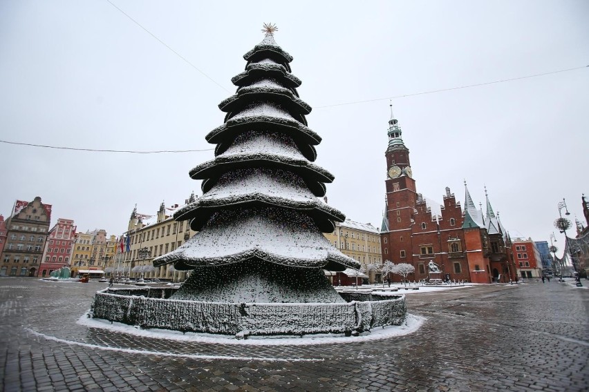 Wielka choinka co roku staje na wrocławskim rynku. Ale w...