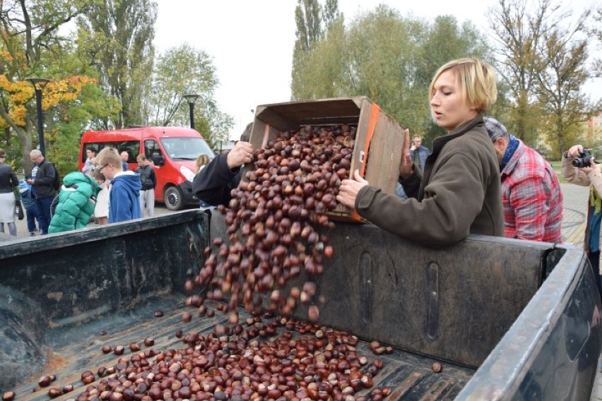 Nowy Dwór Gdański. Akcja Drzewko za kasztany - pomóż...