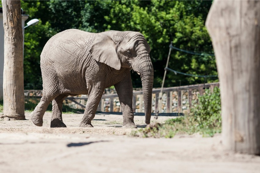 Słonie z warszawskiego zoo dostaną medyczną marihuanę. Ma ona pomóc w zmniejszaniu stresu 