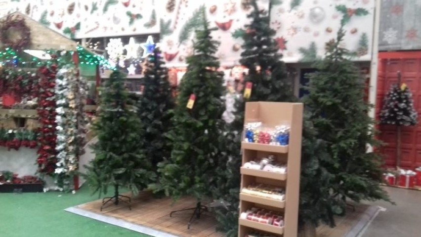 W sklepach w Łodzi można już kupić żywe choinki: jodły i świerki oraz gwiazdy betlejemskie - symbol Bożego Narodzenia