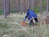 50-latka wyszła do lasu na grzyby i zgubiła się. Poszukiwania zakończyły się pod osłoną nocy 