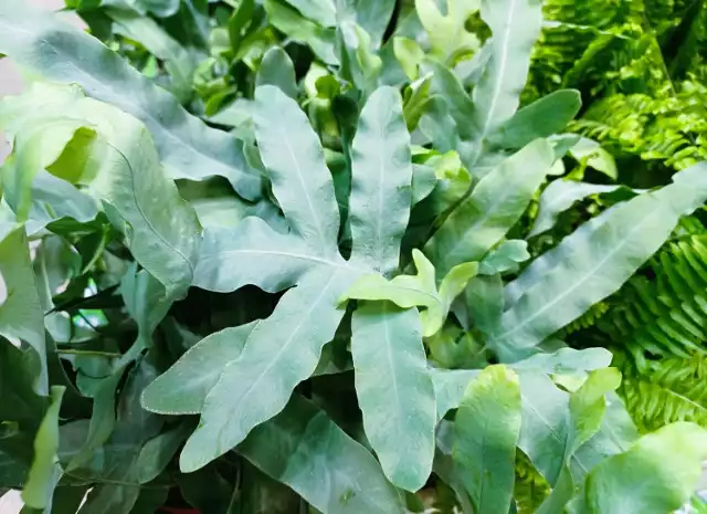 Flebodium złociste to oryginalna paproć o niebieskawych liściach.