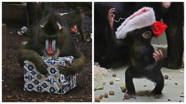 Zwierzęta w ZOO dostały prezenty od św. Mikołaja!