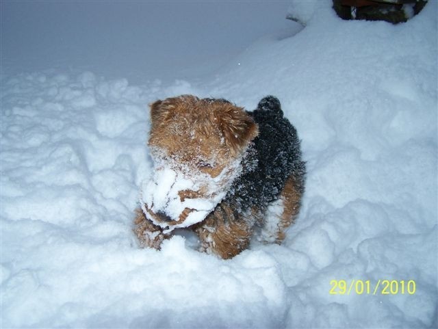 Radosne harce psów na śniegu