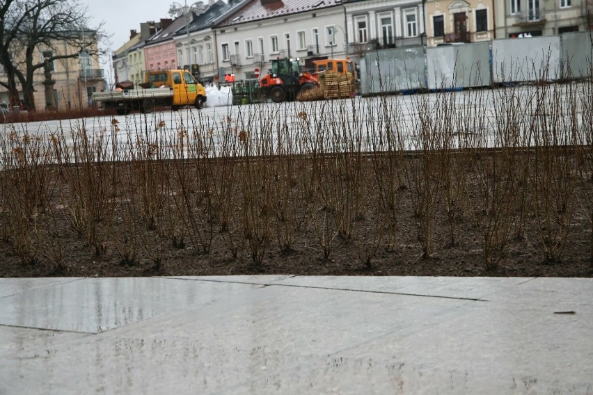 Rynek w Kielcach już pełen nowych drzew i krzewów. Na wiosnę będą prawdziwą ozdobą centrum miasta. Zobacz zdjęcia