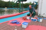 Przygotowania do sezonu na basenie Ruda w Rybniku [WIDEO]