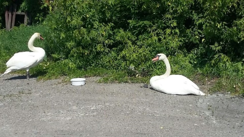 Łabędzia rodzina na drodze krajowej 24 w Kwilczu...