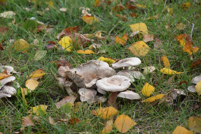 Grzyby na Placu Jagiellońskim w Wieluniu. A Wy gdzie poza...