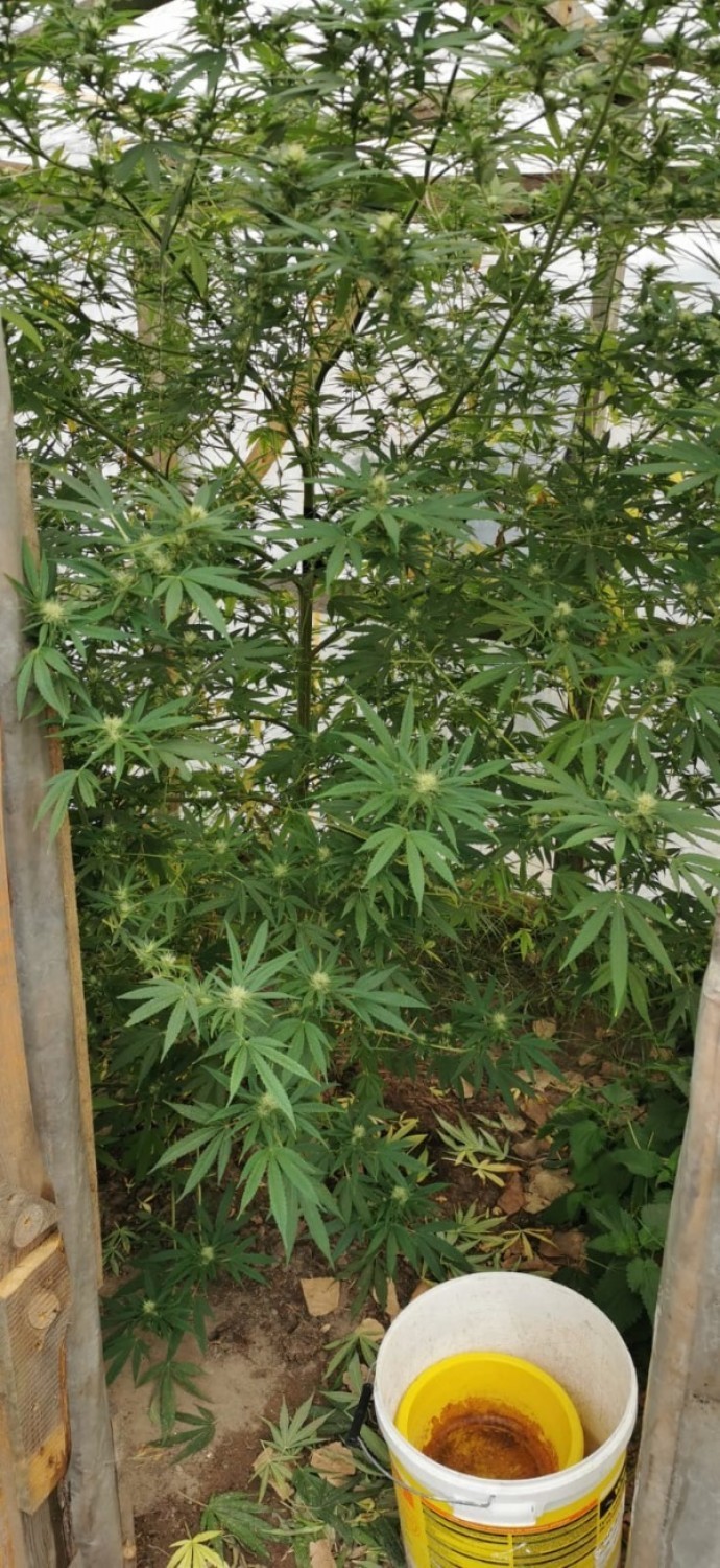 Policjanci z Opatówka zlikwidowali dwie plantacje marihuany....