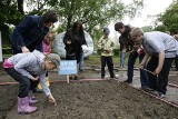 Orunia sieje słoneczniki. Kwiatami zwracają uwagę na najciekawsze miejsca w dzielnicy