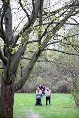 Jaka piękna wiosna w Ogrodzie Botanicznym UMCS (ZDJĘCIA)