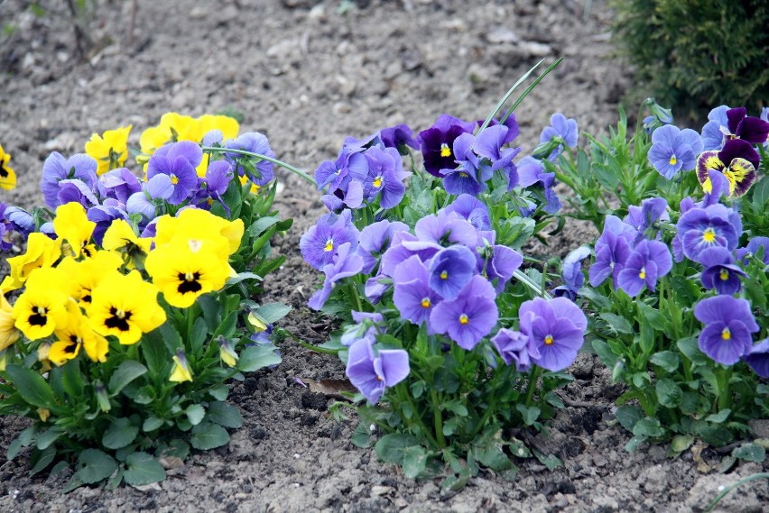 Jaka piękna wiosna w Ogrodzie Botanicznym UMCS (ZDJĘCIA)