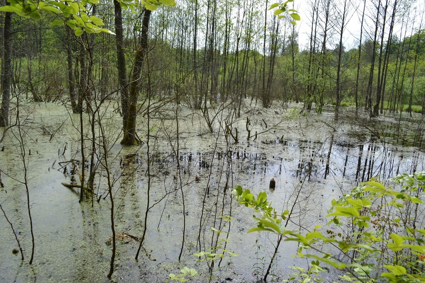 Nadleśnictwo Czarne. Coraz więcej zniszczeń robionych przez bobry w lasach powiatu człuchowskiego