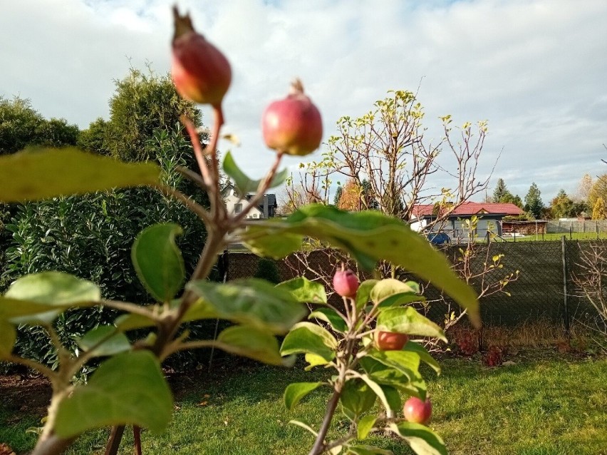 Jabłoń w Wojciechowie koło Olesna zakwitła po raz drugi w...
