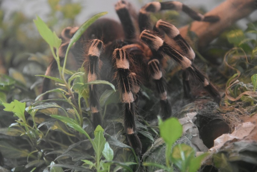 Wystawa pająków w Sieradzu