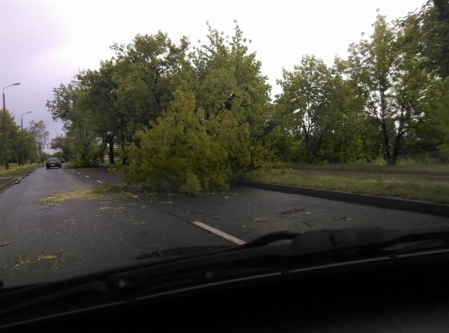 W czwartek kwadrans przed godziną 15.00 przez Bydgoszcz przeszła nawałnica, spadło mnóstwo deszczu.
-&nbsp;Mieliśmy ponad sto zgłoszeń z terenu Bydgoszczy i pełno pracy. Jeździmy od jednego miejsca do drugiego - powiedziała nam w piątek po południu kapitan Aleksandra Starowicz, rzecznik prasowy Komendy Miejskiej Państwowej Straży Pożarnej w Bydgoszczy.

Chwilę po rozpoczęciu burzy strażacy otrzymali zgłoszenie o zadymieniu kamienic przy ulicy Toruńskiej 141 i 278. Doszło tam do zwarcia instalacji elektrycznej i pożaru skrzynek elektrycznych. Ewakuowano mieszkańców kamienic. Później pożar wybuchł w kamienicy przy Toruńskiej 137, gdzie też doszło do zwarcia instalacji. Mieszkańcy lekko podtruli się dymem, ale nie mam informacji, żeby kogoś zabrano do szpitala - powiedziała nam kpt. Aleksandra Starowicz.

Na ulicy Baczyńskiego woda zaczęła zalewać sklep w suterenie, w którym zablokowały się drzwi, a w środku byli klienci. - Tam pojechaliśmy w pierwszej kolejności - mówią strażacy.

Szybko interweniowali też przy wjeździe do szpitala miejskiego, gdzie w wyniku nawałnicy na drogę runęły drzewa i w efekcie karetki pogotowia miała utrudniony wyjazd do pacjentów.

W Bydgoszczy najwięcej drzew nawałnica powaliła w rejonie ulic Toruńskiej, Spornej i Kieleckiej. Strażacy wypompowywali też wodę z zalanego torowiska tramwajowego na Fordońskiej i z wielu bydgoskich piwnic.

Na zdjęciach widać powalone drzewa i zmiażdżony domek działkowy przy ul. Inwalidów.