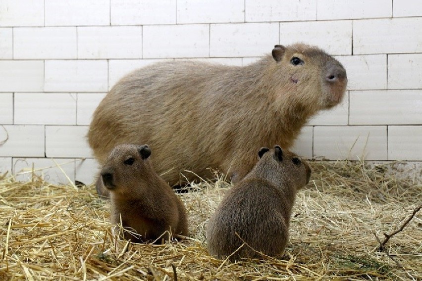 W oliwskim zoo urodziły się kapibary [ZDJĘCIA] Ojciec Bajzel, matka Ruda, a jak nazwać maluchy?