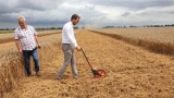 W gminie Miłoradz padł rekord Polski w wydajności pszenicy ozimej z hektara [ZDJĘCIA]