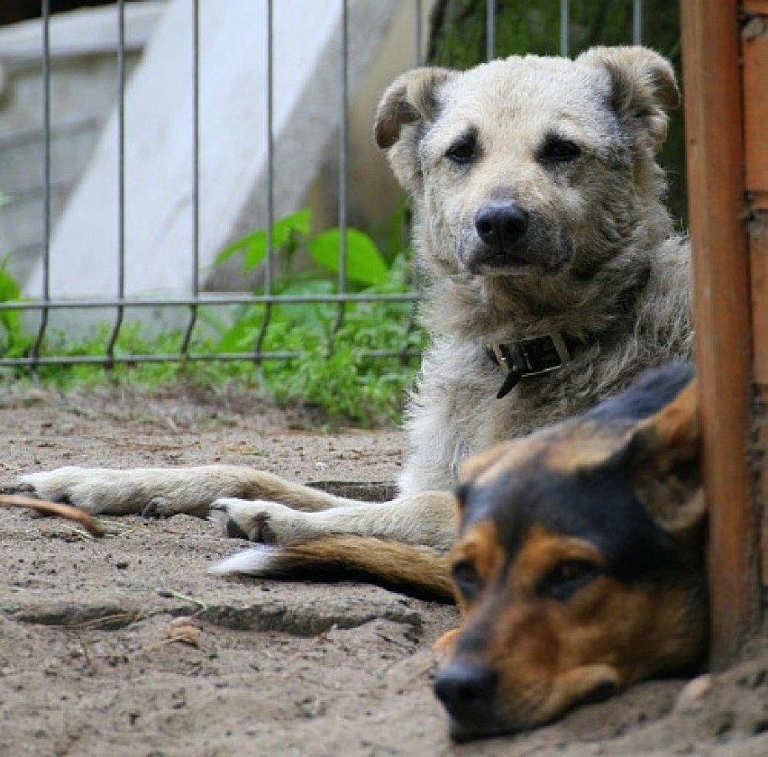Dziś dzień psa - te czworonogi czekają na adopcję w Azorku