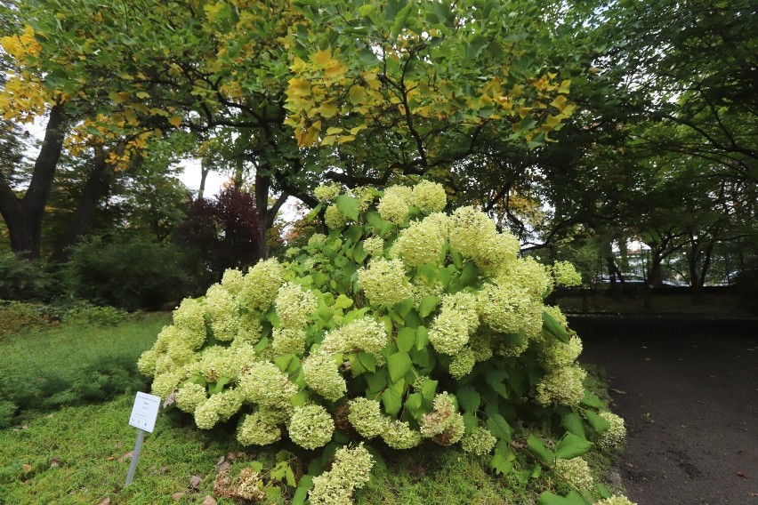 Ogród botaniczny w Zabrzu. To świetna propozycja na jesienny spacer pośród kolorowych kwiatów i krzewów