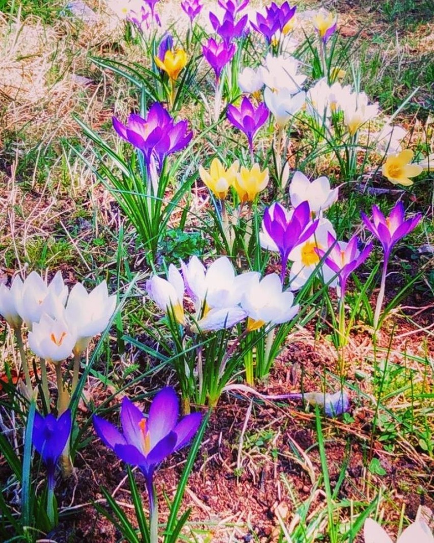 Pierwsze wiosenne kwiaty w Zduńskiej Woli. Czekamy na wasze zdjęcia