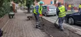 Zielona Góra pięknieje. W mieście pojawią się nowe nasadzenia. Zobacz, jakie rośliny będą cieszyły oczy mieszkańców!