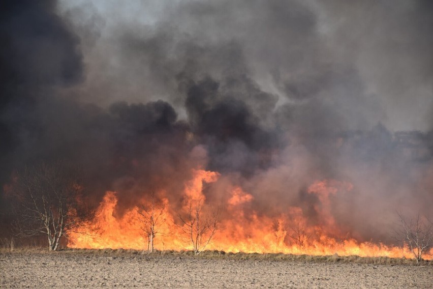W marcu 2022 roku strażacy w powiecie pleszewskim gasili 22 pożary traw i nieużytków oraz 5 lasów