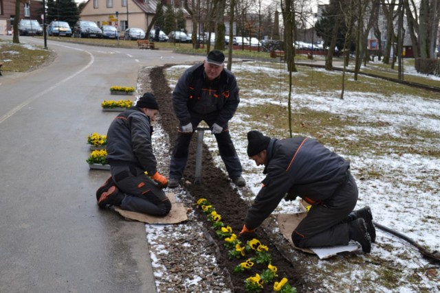 Mimo padającego śniegu, wiosna zobowiązuje. W kartuskim parku zrobiło się kolorowo.