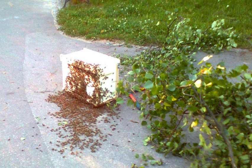 Strażnik pszczelarz zdjął dzikie gniazdo pszczół w Parku Jordana