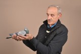 Gołębica z Raszkowa okazała się drugim, najszybszym gołębiem w Polsce! Konkurs na imię dla srebrnej mistrzyni