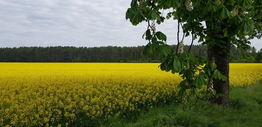 Moja wiosna w gminach Syców i Perzów na fotografii [GALERIA]