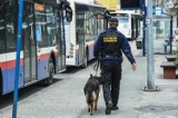 Nowe uprawnienia dla straży miejskiej! W Bydgoszczy służba zadowolona
